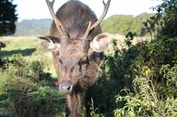 Sambar-Hirsch im Nationalpark Horton Plains